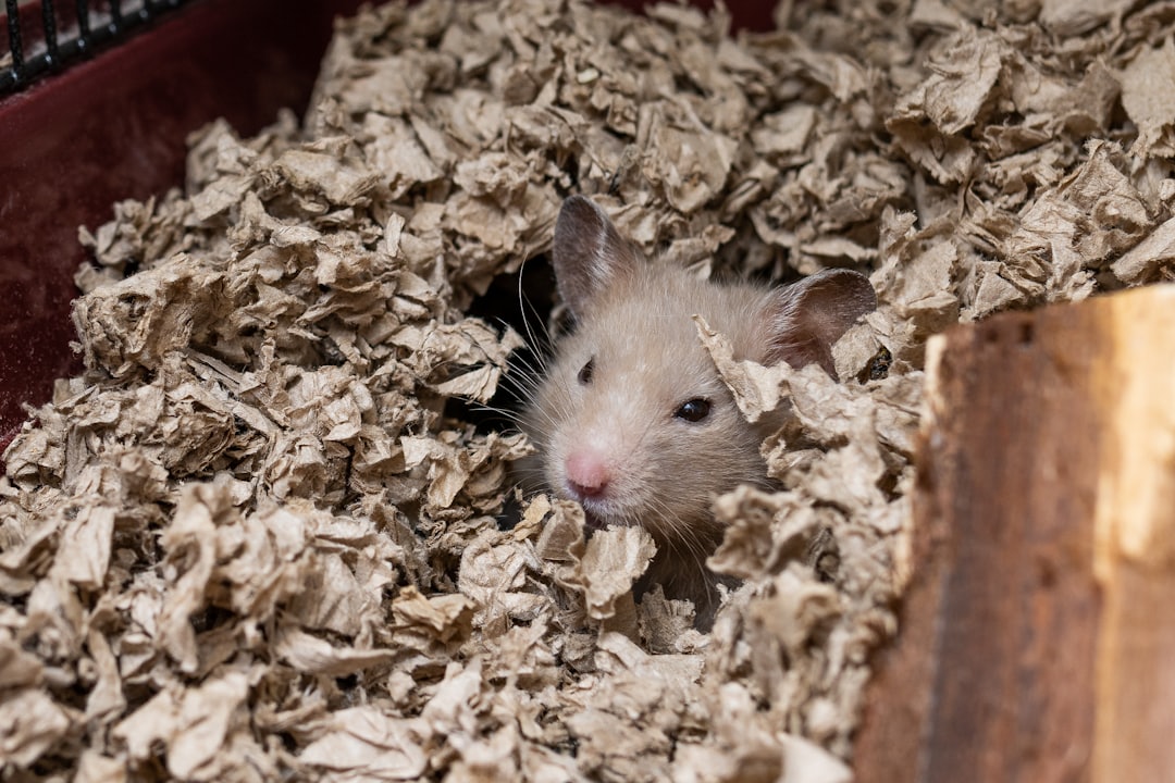 Hamster-Gehege mit Einstreu