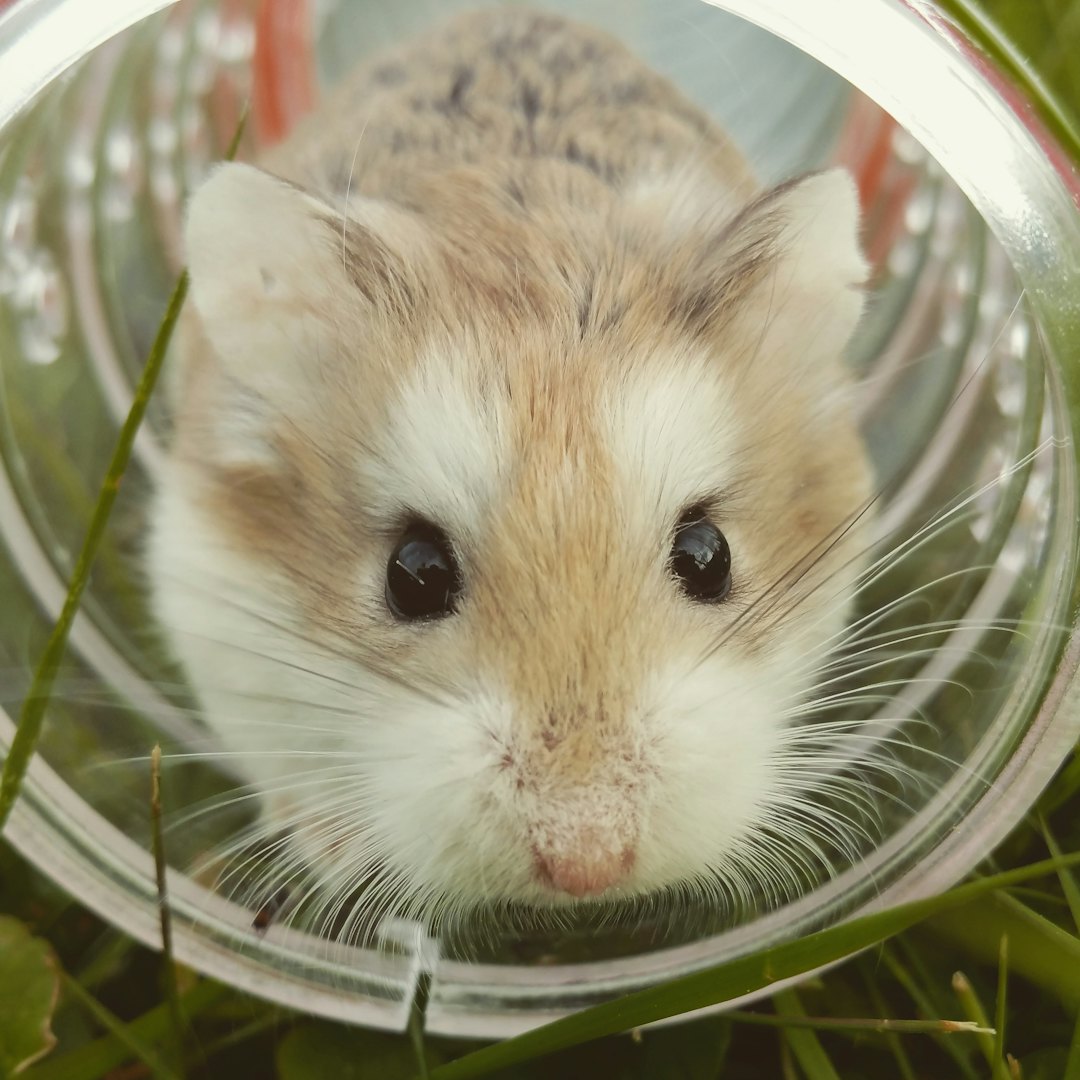 Hamsterfutter – Samen und Gemüse