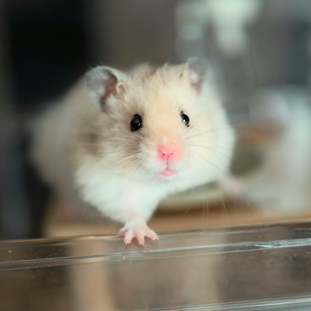 Hamster auf der Hand