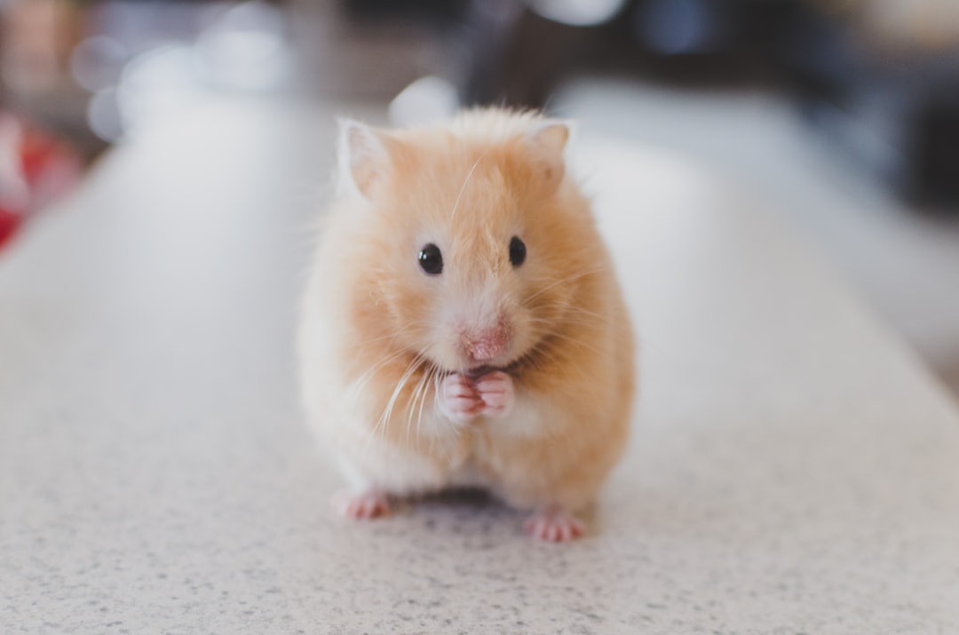 Süßer Hamster schaut neugierig