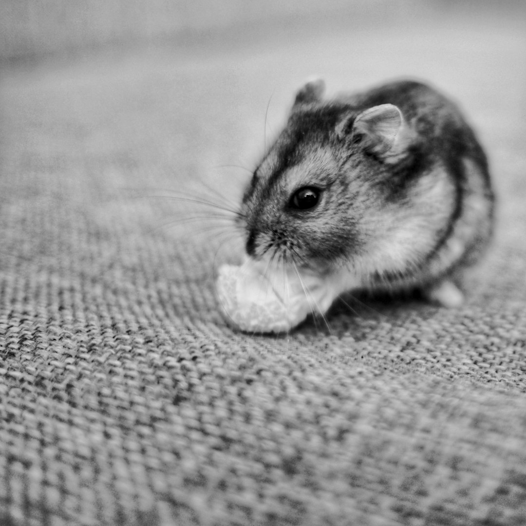 Hamster Porträt 1