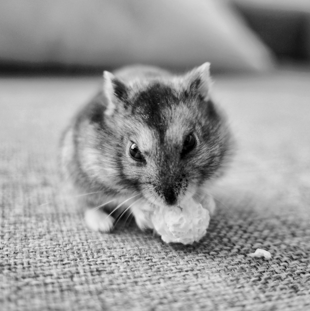 Hamster Porträt 2
