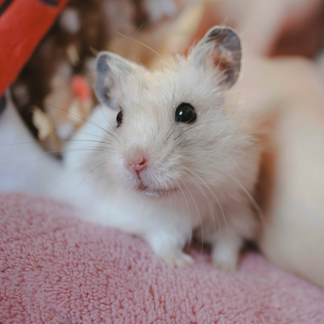 Hamster Porträt 3
