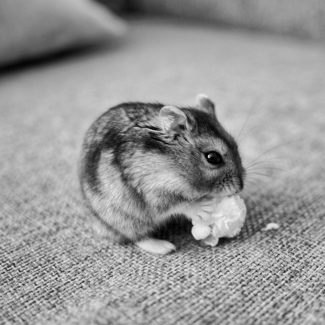 Hamster Porträt 4